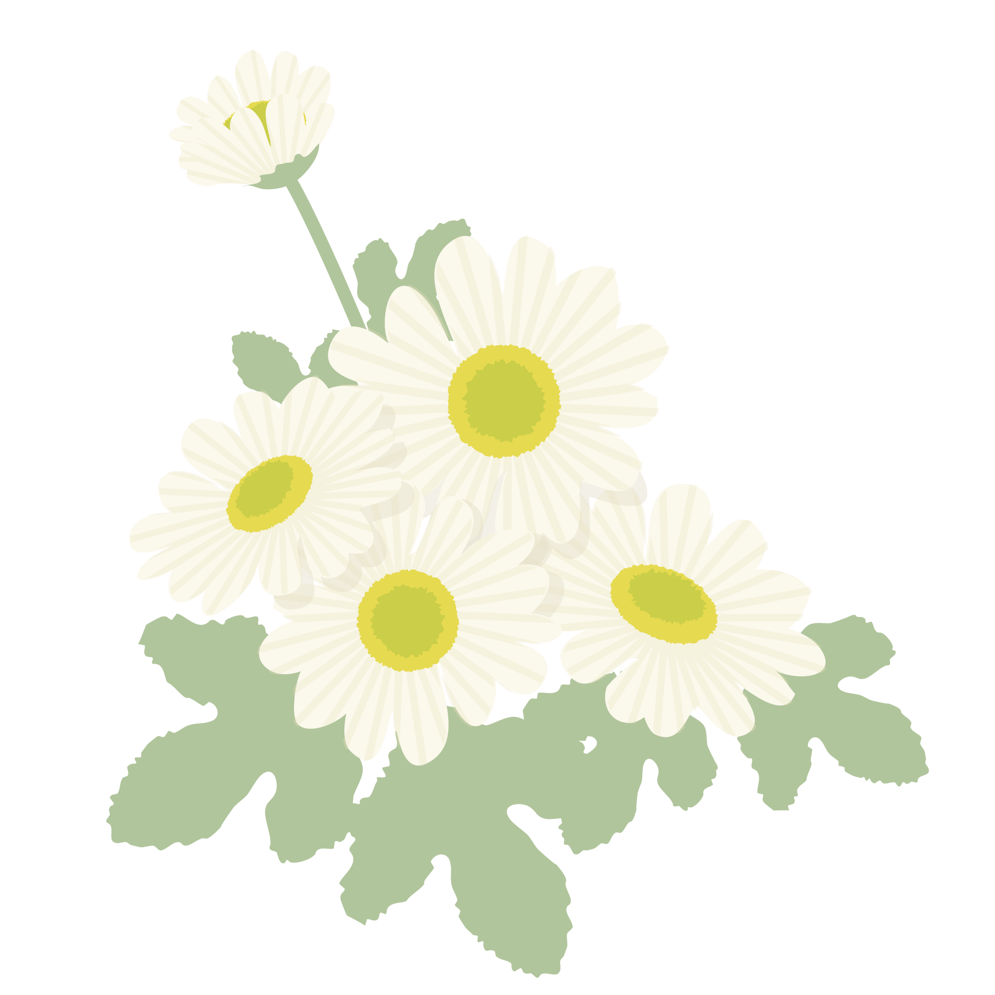 白い菊の花のイラスト イラスト素材館