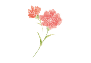 手描きのカーネーションのイラスト