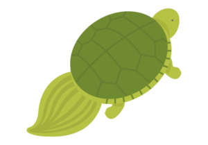 可愛いカメのイラスト