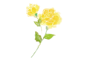 手描きした黄色いバラのイラスト