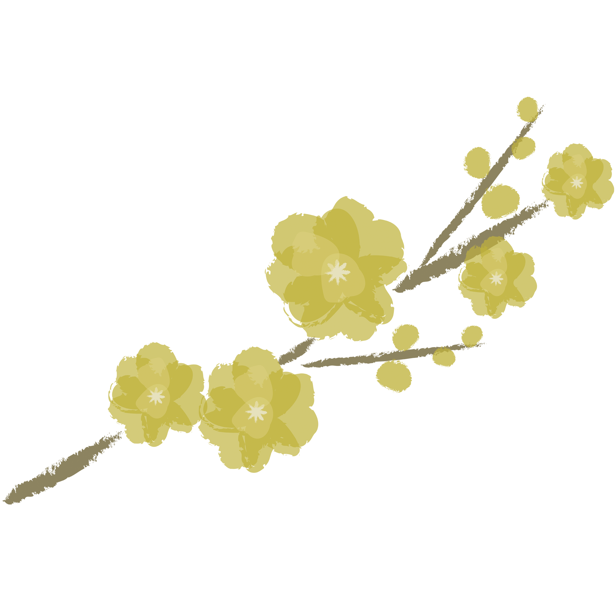 綺麗に咲いたロウバイの花のイラスト イラスト素材館
