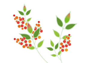 南天の実のイラスト