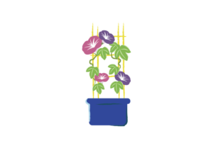 プランターと朝顔のイラスト