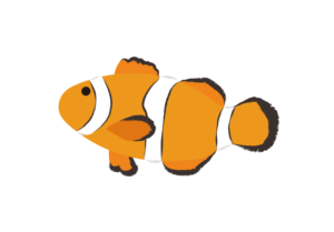 カクレクマノミのイラスト