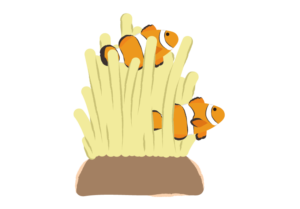 カクレクマノミとハタゴイソギンチャクのイラスト