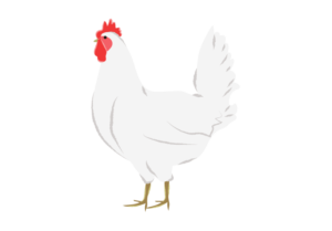 雄のニワトリのイラスト