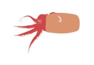 壺に入るタコのイラスト