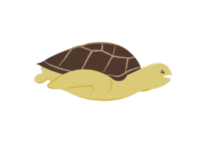 苦しい表情のウミガメのイラスト