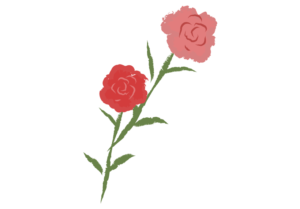 色違いのカーネーション