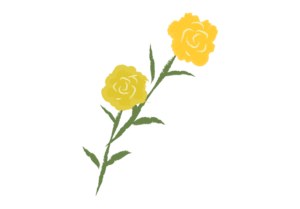 2輪の黄色いバラのイラスト