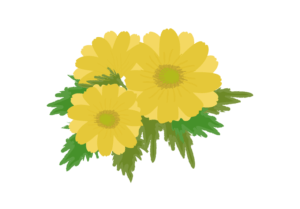 福寿草を描いたイラスト