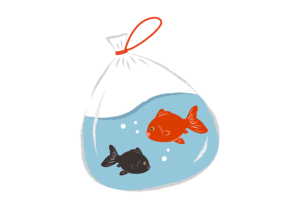 ビニール袋に入った金魚のイラスト