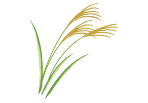 ススキを描いたイラスト