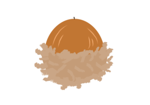 殻斗（ぼうし）付きのクヌギのどんぐり