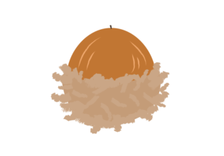 殻斗（ぼうし）付きのクヌギのどんぐり