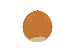 クヌギのどんぐりのイラスト