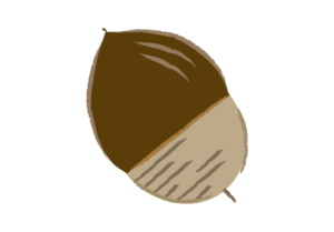 転がったどんぐりのイラスト
