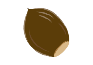 コロンと可愛いドングリ