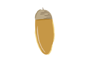 細長いコナラのドングリのイラスト