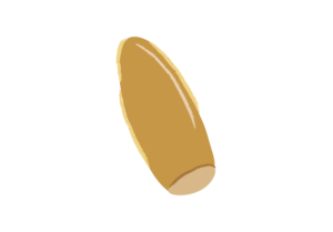 帽子が取れたコナラのドングリ