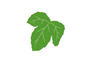 ブドウの葉のイラスト