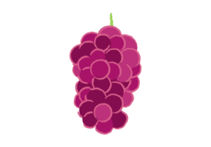 熟した赤ブドウを描いたイラスト